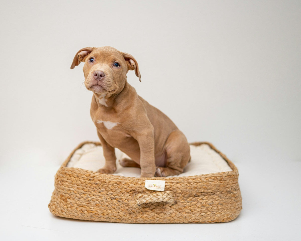Dog Beds & Cat Towers