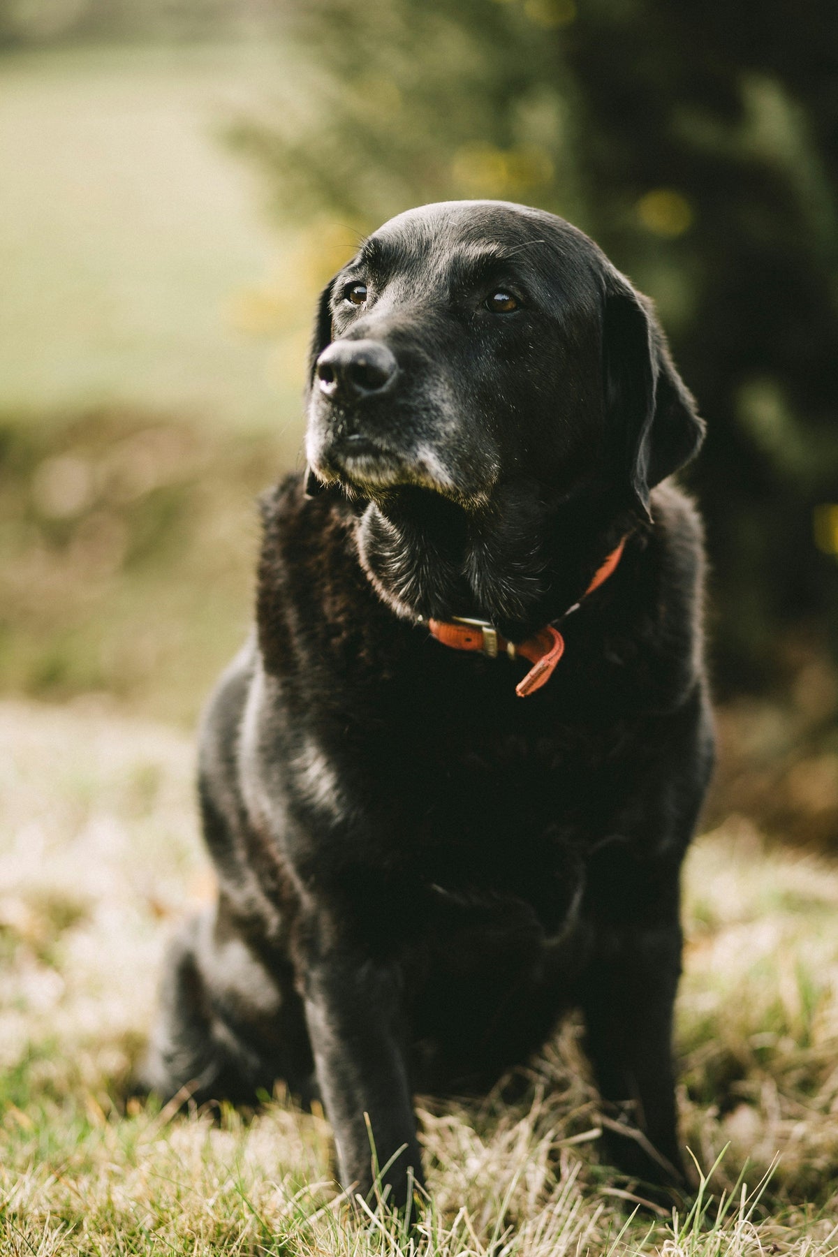 Pet Wellness