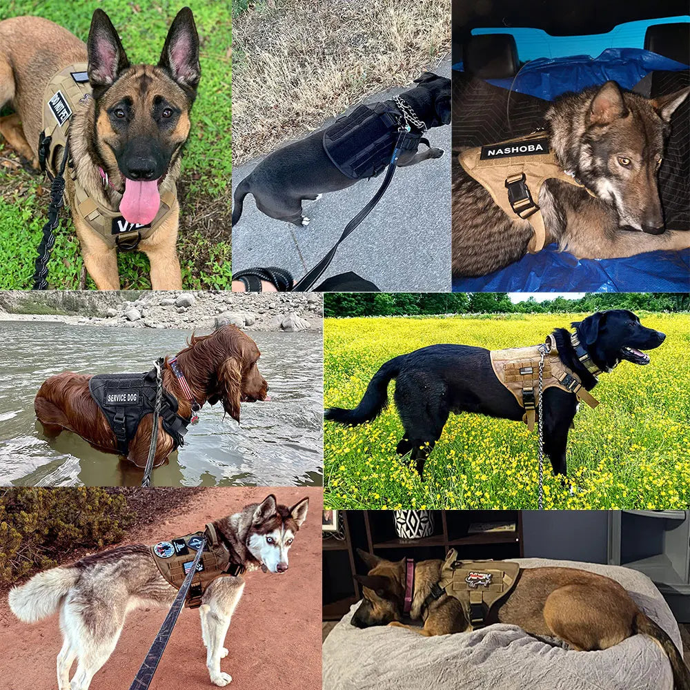 Large Dog Harness And Leash Set For German Shepherd Malinois Training